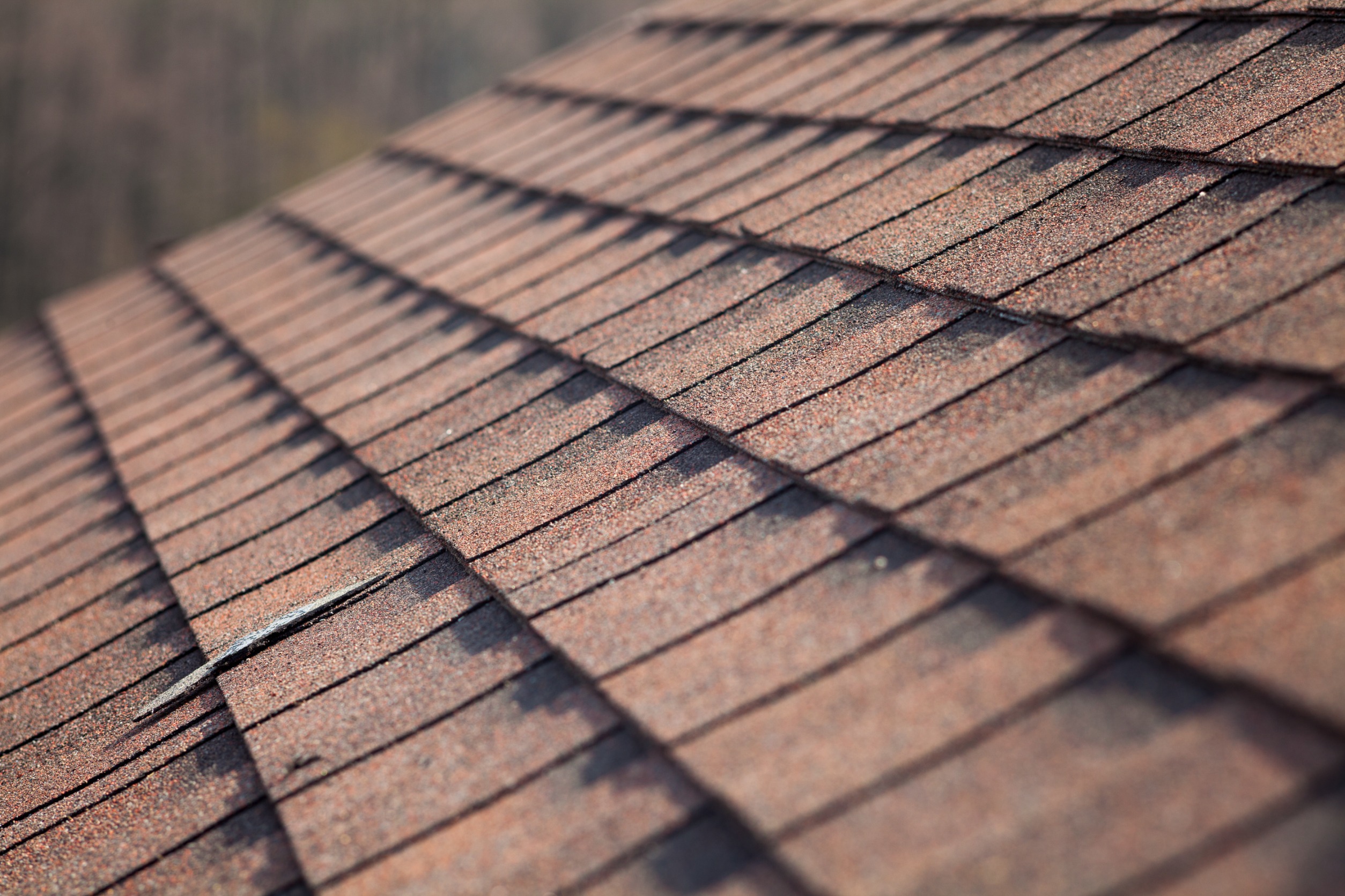 Shingle Roof