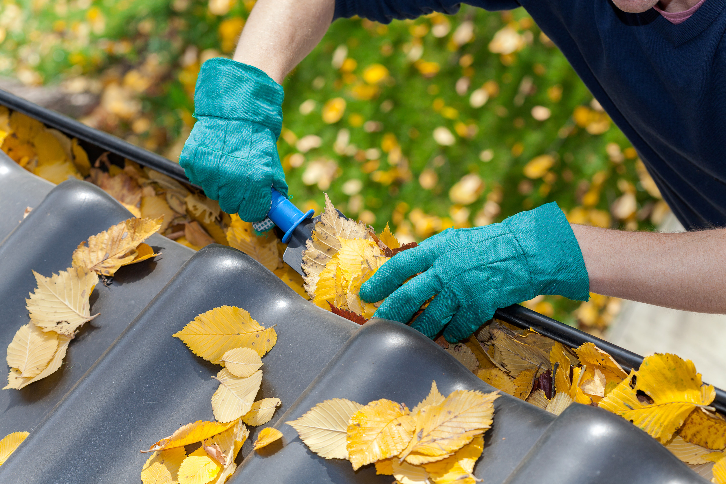 A person wearing teal gloves uses a tool to remove yellow leaves from a rain gutter, highlighting the importance of regular roof maintenance. The scene is set outdoors, with more autumn leaves scattered on the ground beneath.